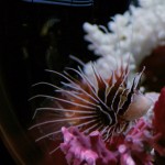 Star Trek: The Next Generation - Der Pakt mit dem Teufel (Devil's Due) Blu-ray Screencap © CBS/Paramount